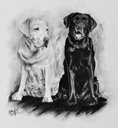 Kresba - Portrét labradorů